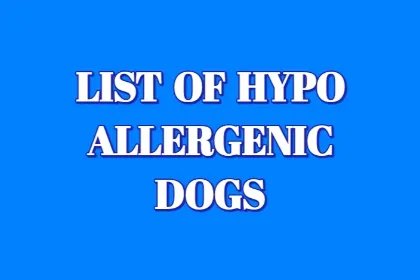 Hypoallergenic Dogs List