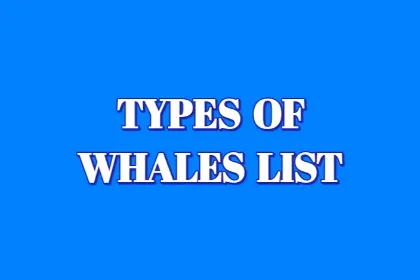 Types of Whales List